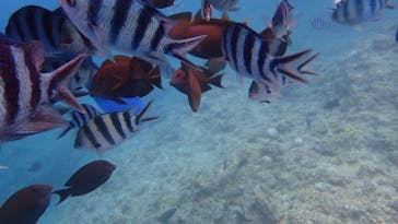 ダイビングショップ Sea Free（シーフリー）に投稿された画像（2020/8/5）