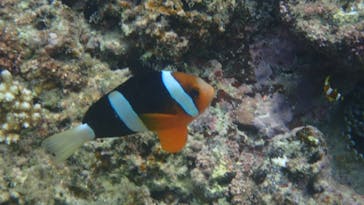 ダイビングショップ Sea Free（シーフリー）に投稿された画像（2020/8/5）