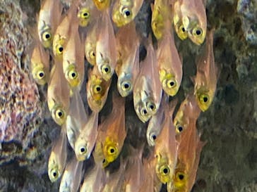 アクアワールド茨城県大洗水族館に投稿された画像（2020/8/5）