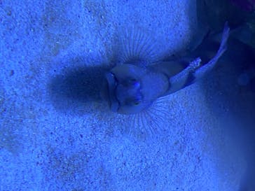 アクアワールド茨城県大洗水族館に投稿された画像（2020/8/5）