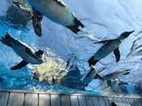 サンシャイン水族館に投稿された画像（2020/8/5）