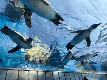 サンシャイン水族館に投稿された画像（2020/8/5）