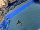 すみだ水族館に投稿された画像（2020/8/5）