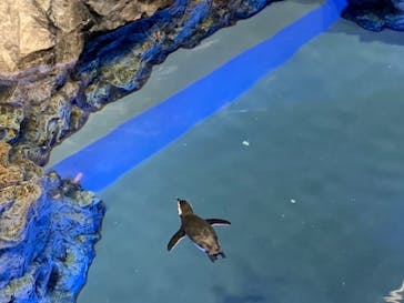 すみだ水族館に投稿された画像（2020/8/5）