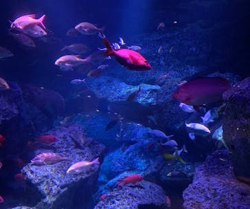 すみだ水族館に投稿された画像（2020/8/5）