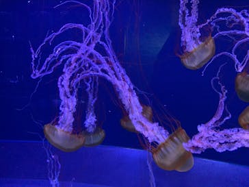 すみだ水族館に投稿された画像（2020/8/5）