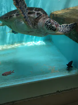 仙台うみの杜水族館に投稿された画像（2020/8/5）