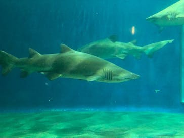 アクアワールド茨城県大洗水族館に投稿された画像（2020/8/5）