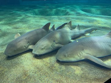 アクアワールド茨城県大洗水族館に投稿された画像（2020/8/5）