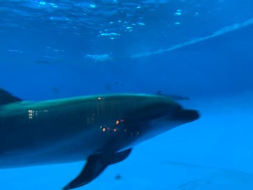 アクアワールド茨城県大洗水族館に投稿された画像（2020/8/5）