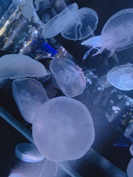 京都水族館に投稿された画像（2020/8/5）