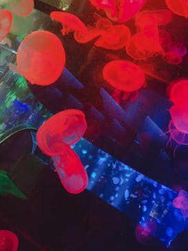 京都水族館に投稿された画像（2020/8/5）