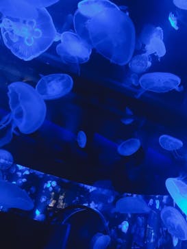京都水族館に投稿された画像（2020/8/5）