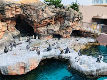 アクアワールド茨城県大洗水族館に投稿された画像（2020/8/5）
