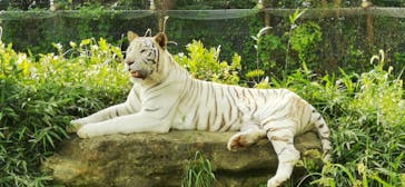 群馬サファリパークに投稿された画像（2020/8/5）