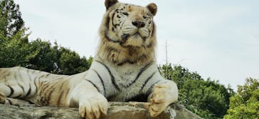 群馬サファリパークに投稿された画像（2020/8/5）