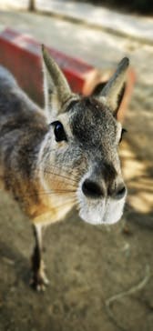 群馬サファリパークに投稿された画像（2020/8/5）