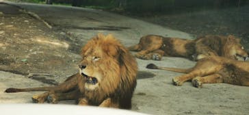 群馬サファリパークに投稿された画像（2020/8/5）