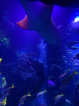 すみだ水族館に投稿された画像（2020/8/5）