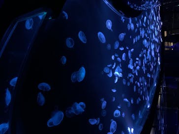 すみだ水族館に投稿された画像（2020/8/5）