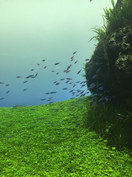 すみだ水族館に投稿された画像（2020/8/5）