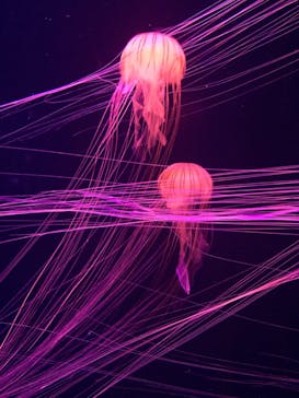 すみだ水族館に投稿された画像（2020/8/5）