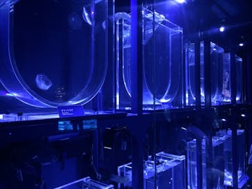 すみだ水族館に投稿された画像（2020/8/5）