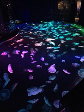 すみだ水族館に投稿された画像（2020/8/5）