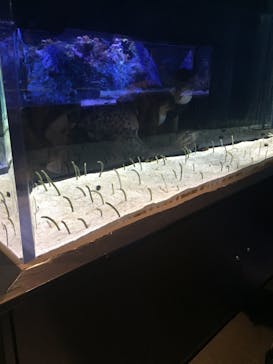 すみだ水族館に投稿された画像（2020/8/5）