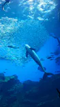 仙台うみの杜水族館に投稿された画像（2020/8/6）