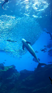 仙台うみの杜水族館に投稿された画像（2020/8/5）