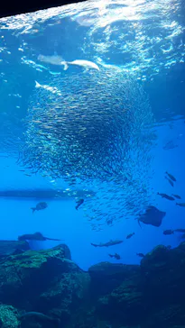仙台うみの杜水族館に投稿された画像（2020/8/5）