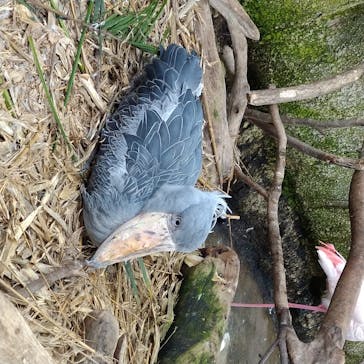 那須どうぶつ王国に投稿された画像（2020/8/6）