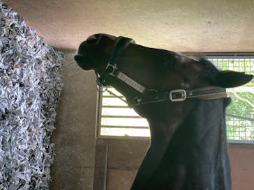 ノーザンホースパークに投稿された画像（2020/8/6）