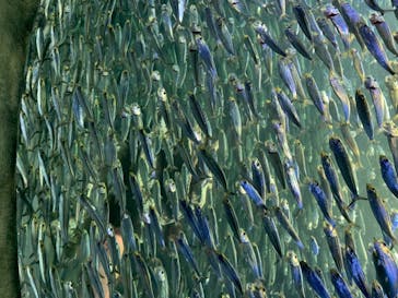 サンシャイン水族館に投稿された画像（2020/8/6）