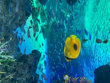 サンシャイン水族館に投稿された画像（2020/8/6）