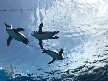サンシャイン水族館に投稿された画像（2020/8/6）