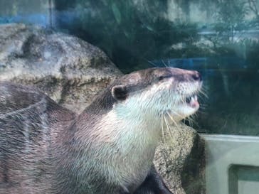 サンシャイン水族館に投稿された画像（2020/8/6）