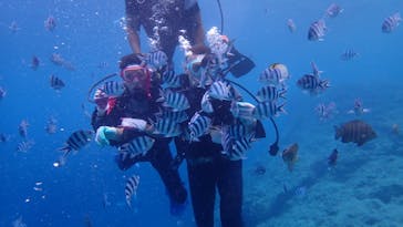 ダイビングショップ Sea Free（シーフリー）に投稿された画像（2020/8/6）