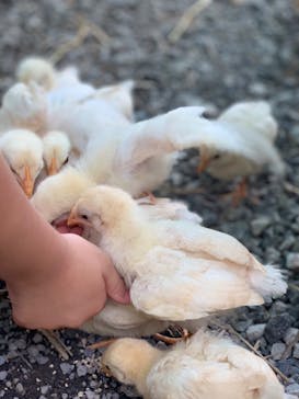 しろとり動物園に投稿された画像（2020/8/6）