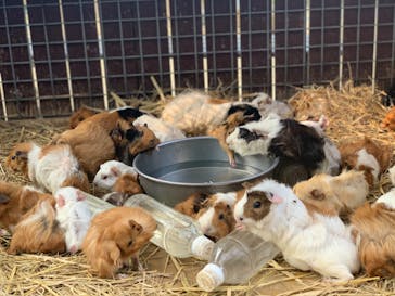 しろとり動物園に投稿された画像（2020/8/6）