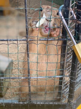 しろとり動物園に投稿された画像（2020/8/6）