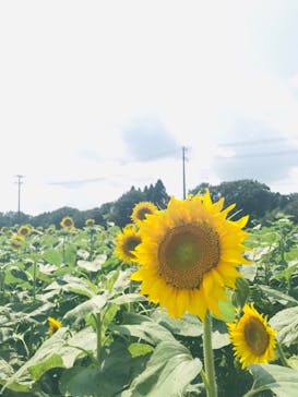 成田ゆめ牧場に投稿された画像（2020/8/6）