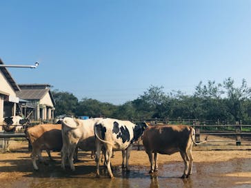 成田ゆめ牧場に投稿された画像（2020/8/6）