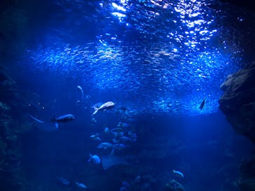 京都水族館に投稿された画像（2020/8/6）