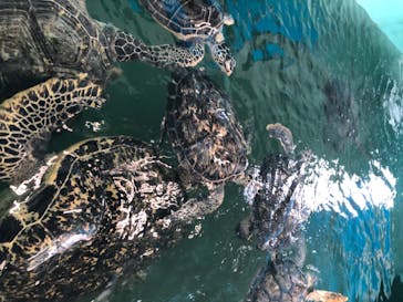 串本海中公園水族館に投稿された画像（2020/8/6）