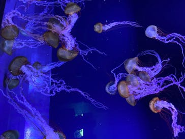 すみだ水族館に投稿された画像（2020/8/6）