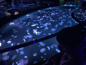 すみだ水族館に投稿された画像（2020/8/6）
