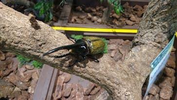 としまえんに投稿された画像（2020/8/6）