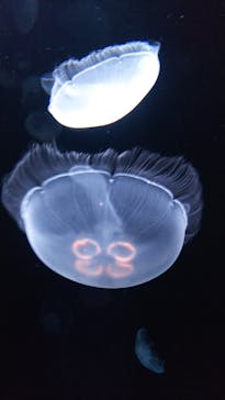 サンシャイン水族館に投稿された画像（2020/8/6）